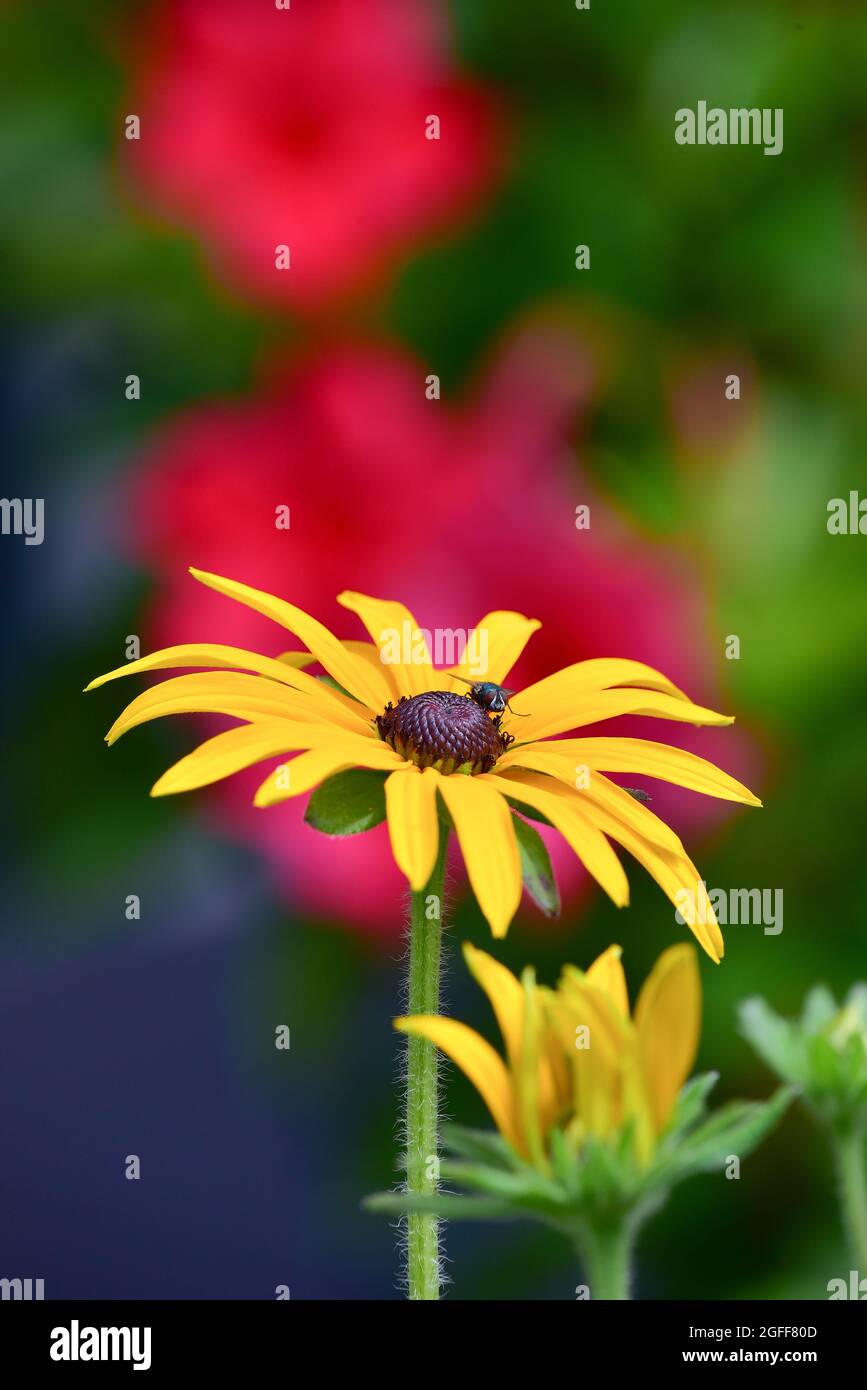 Die gelbe Kegelblume (Echinacea paradoxa), seltsamer falscher Sonnenhut, gelber falscher Sonnenhut, gelber Igelkopf Stockfoto