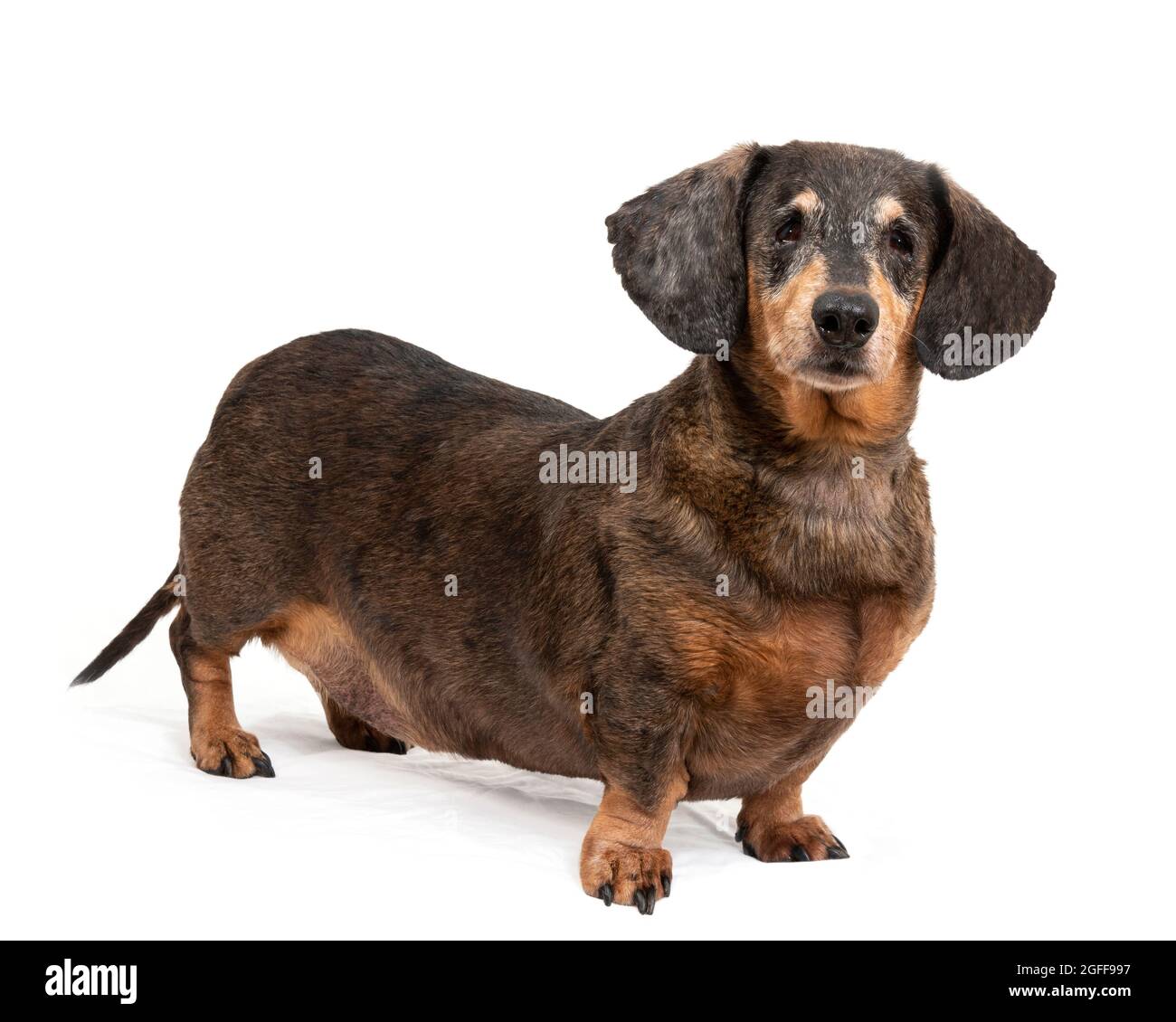 Die horizontale Aufnahme des stehenden schwarzen und roten Dackschunds isoliert auf weiß mit dem Copyspace. Stockfoto