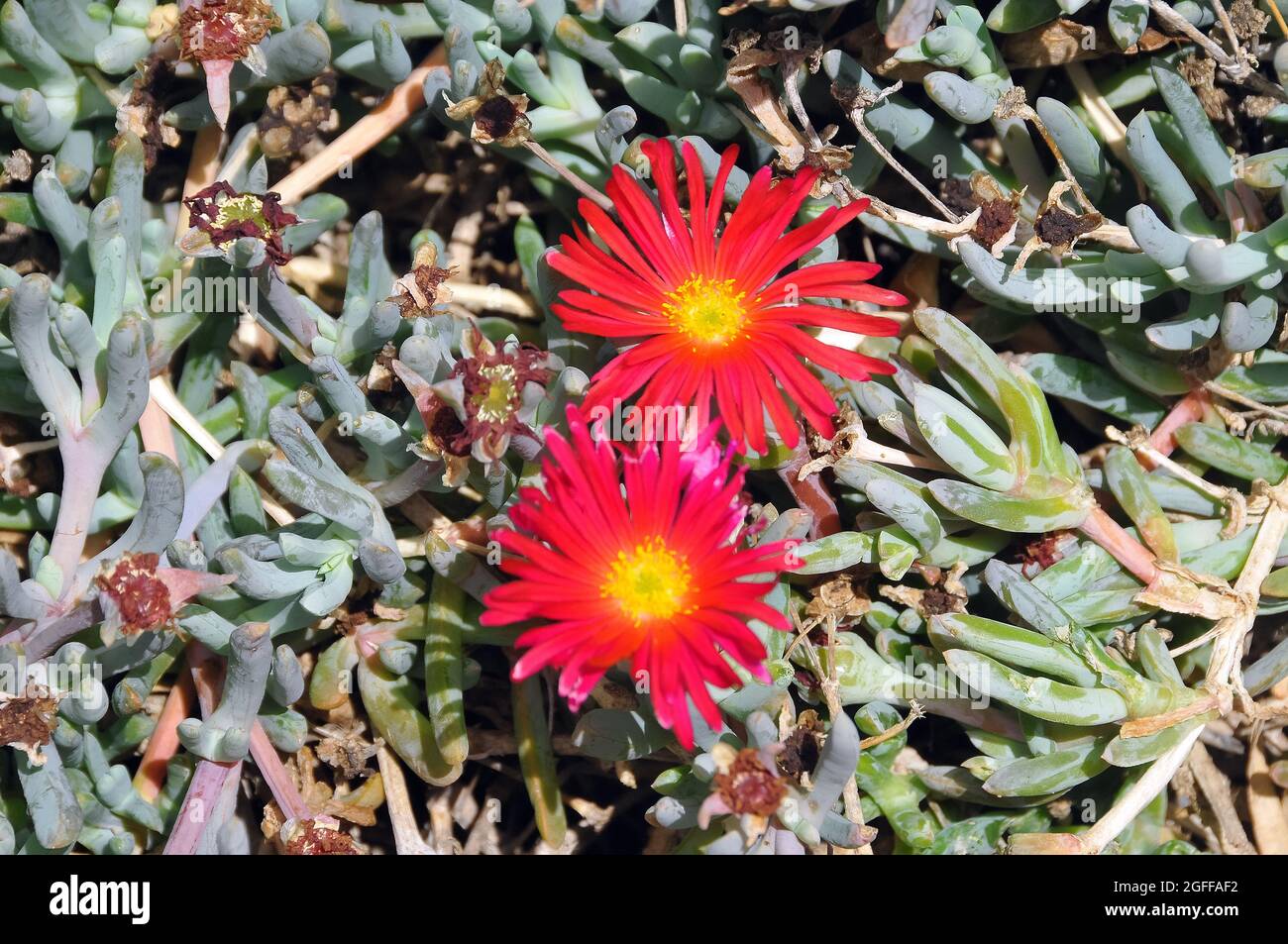 Schleppeisanlage, Lampranthus spectabilis, Teneriffa, Kanarische Inseln, Spanien Stockfoto