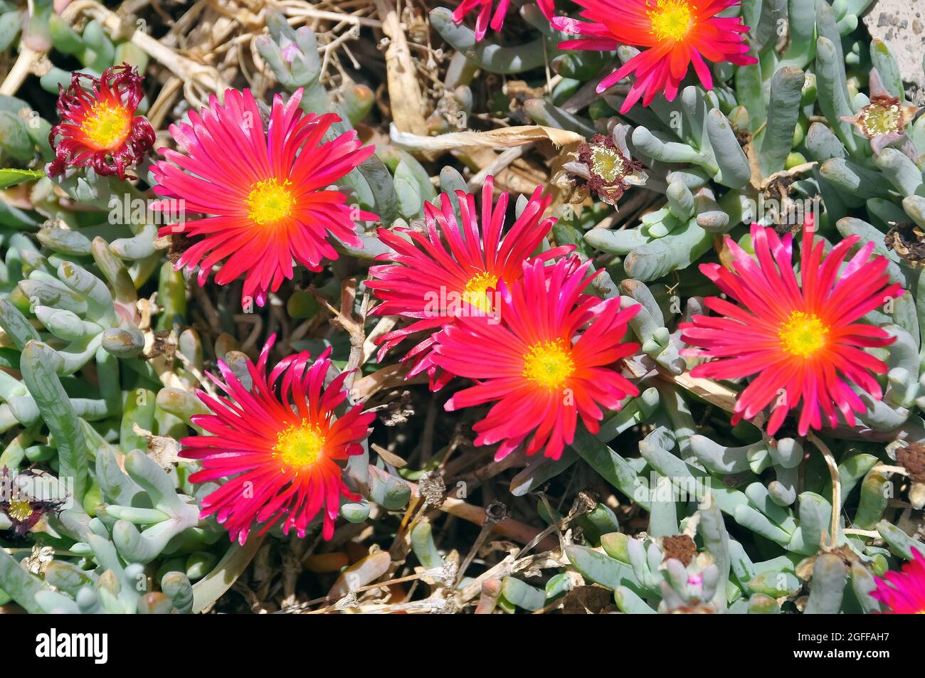 Schleppeisanlage, Lampranthus spectabilis, Teneriffa, Kanarische Inseln, Spanien Stockfoto