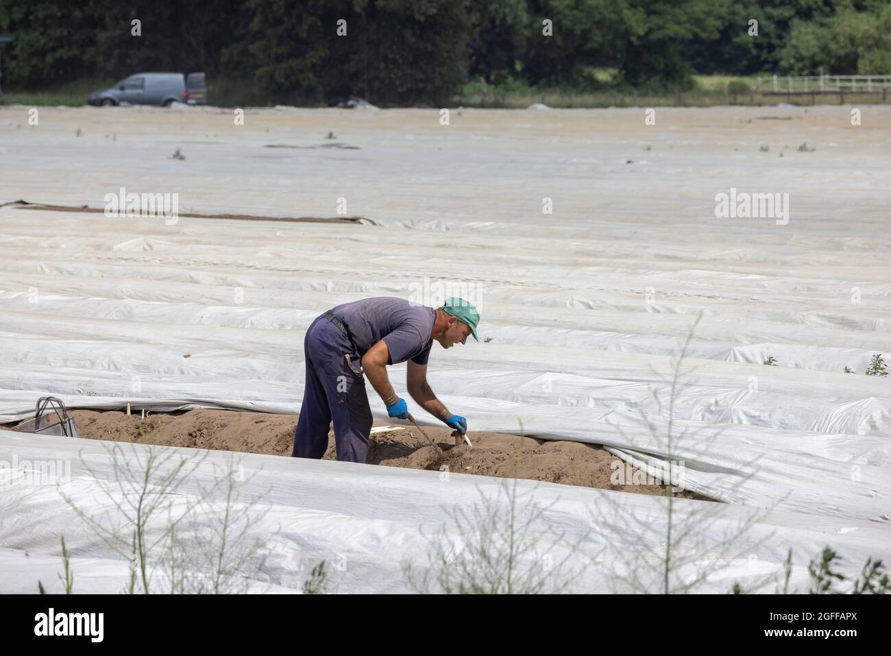 Lottum, Niederlande - 19. Juni 2021: Saisonarbeiter beschäftigt sich mit der Spargelernte in der niederländischen Agrarlandschaft Stockfoto