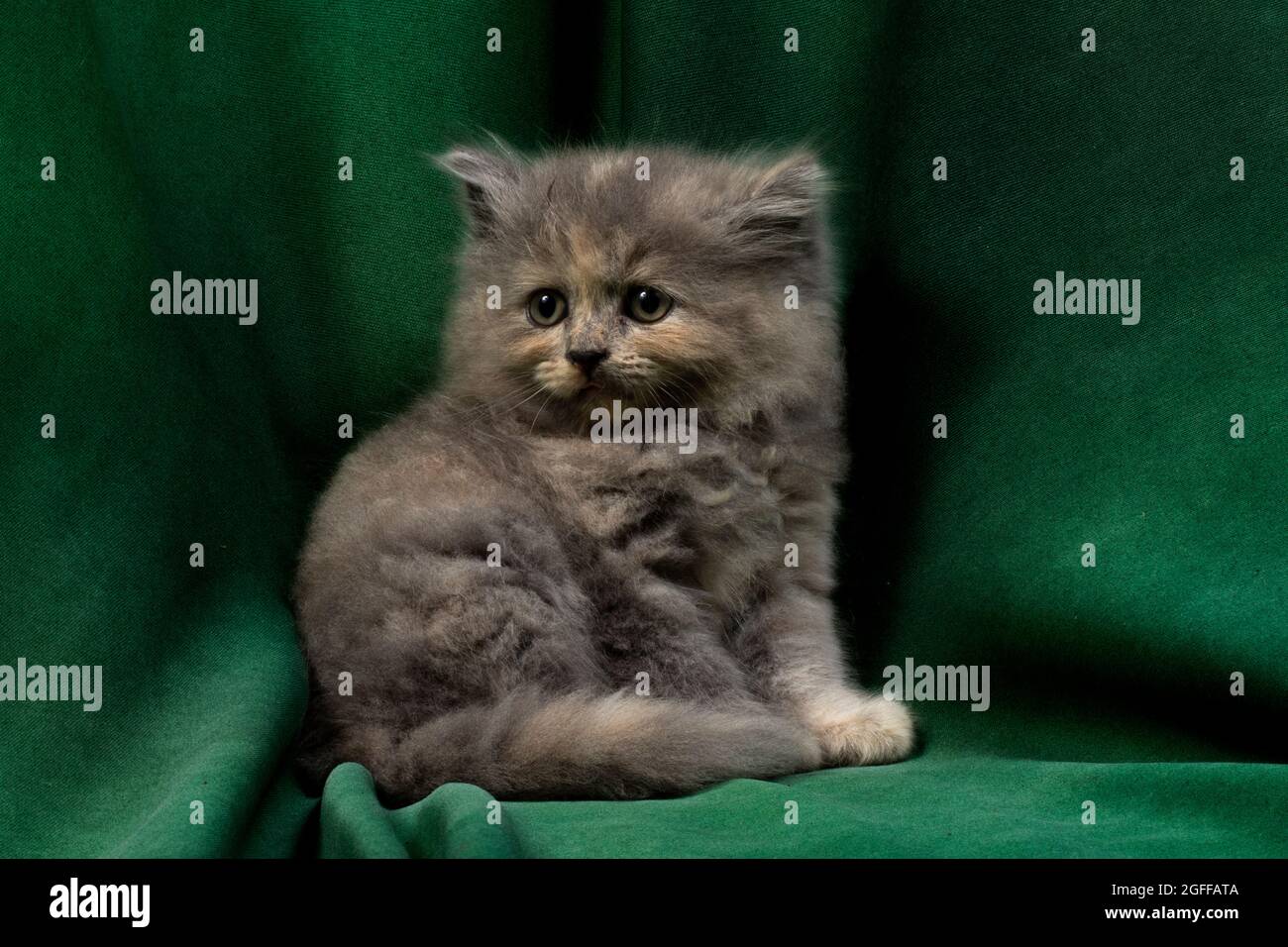 Niedliches hübsches Ragdoll-Kätzchen mit Petunia-Blüten im Vordergrund Stockfoto