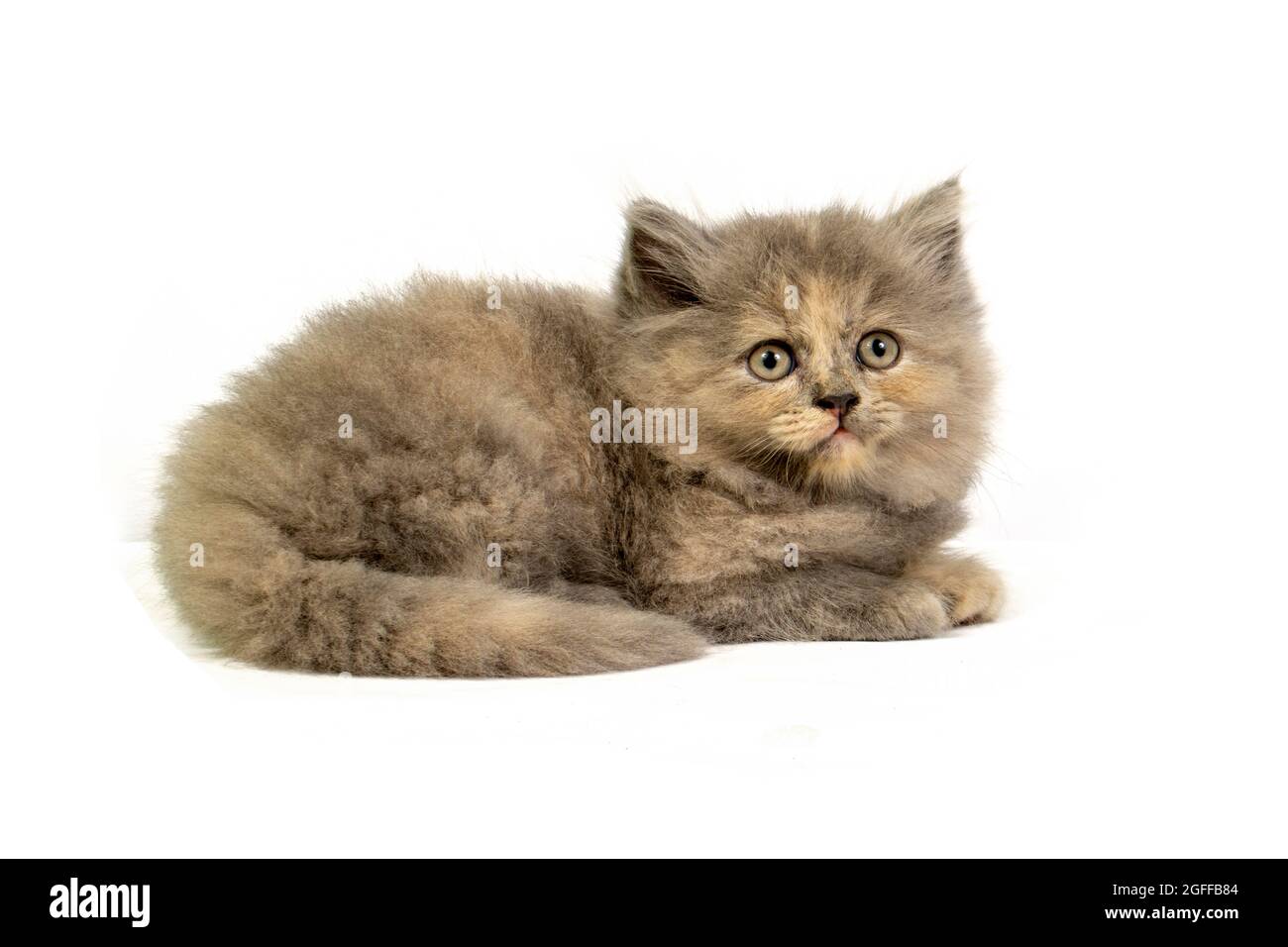 Niedliches hübsches Ragdoll-Kätzchen mit Petunia-Blüten im Vordergrund Stockfoto