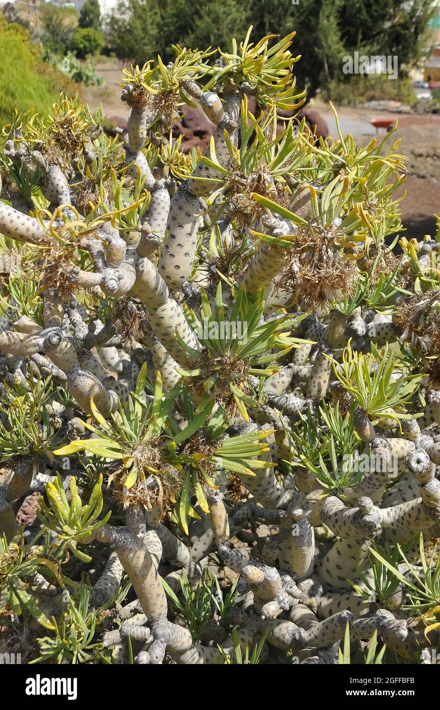 Oleanderblätter Kleinie, Affenpalme, Senecio kleinia, Teneriffa, Kanarische Inseln, Spanien Stockfoto