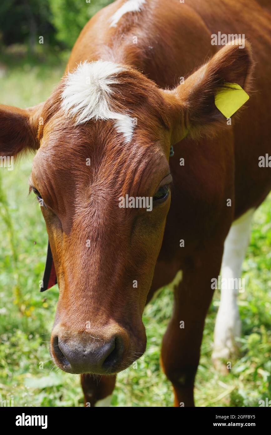 Norwegische Kuh Stockfoto