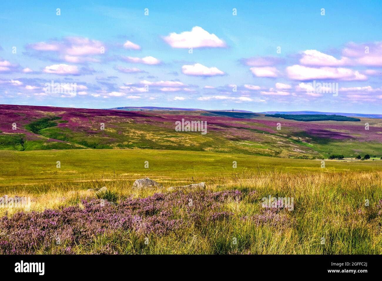 August violett blühende Heide auf der Yorkshire Moorland. Stockfoto