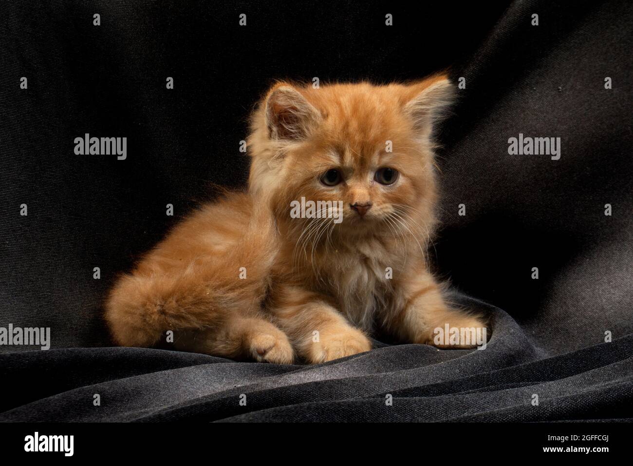 Niedliches hübsches Ragdoll-Kätzchen mit Petunia-Blüten im Vordergrund Stockfoto