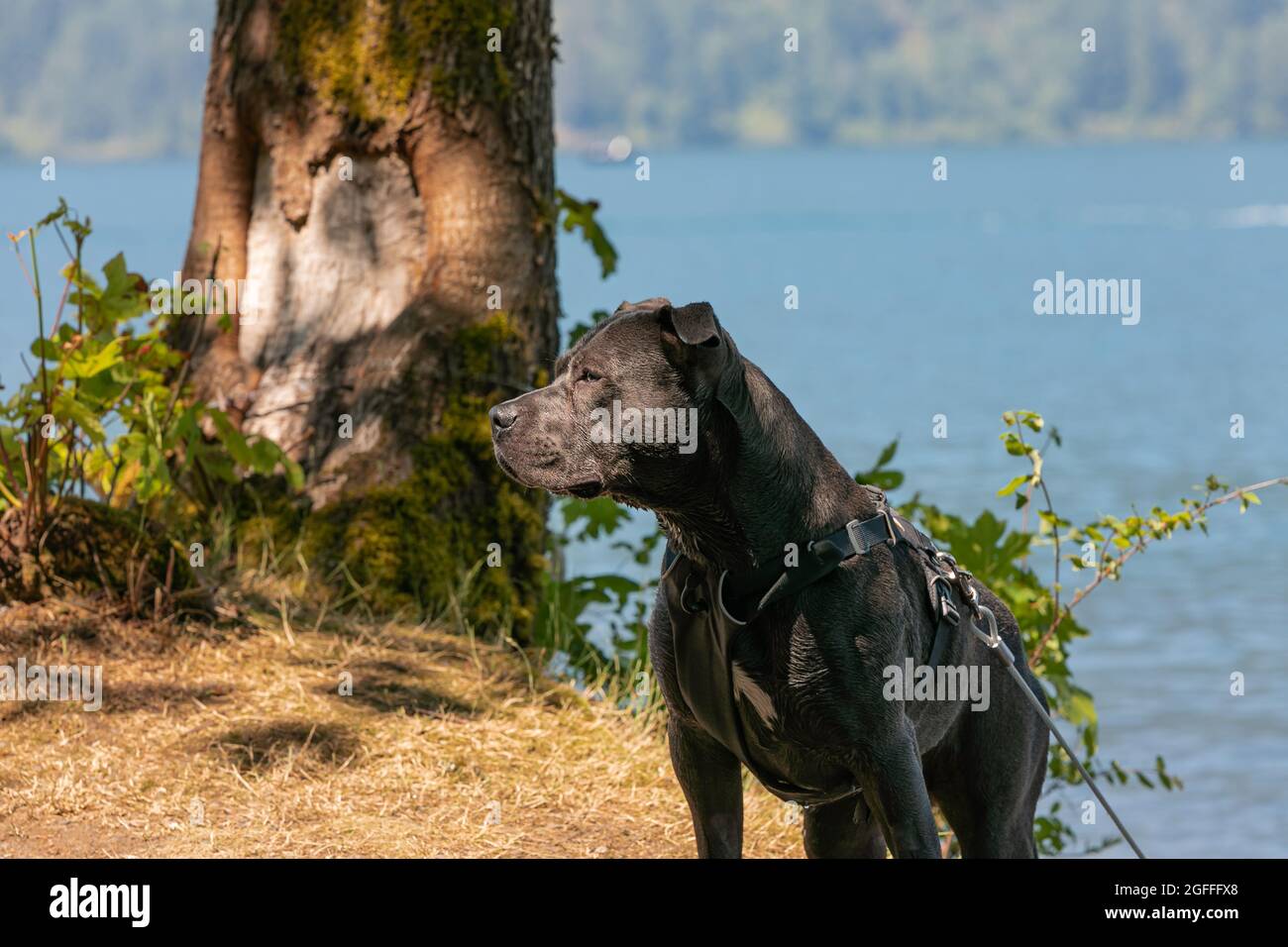 Foto eines Boxenbullen auf dem Geschirr im Parkgelände am See. Straßenansicht, Reisefoto, selektiver Fokus, Konzeptfoto Schutzhunde Stockfoto