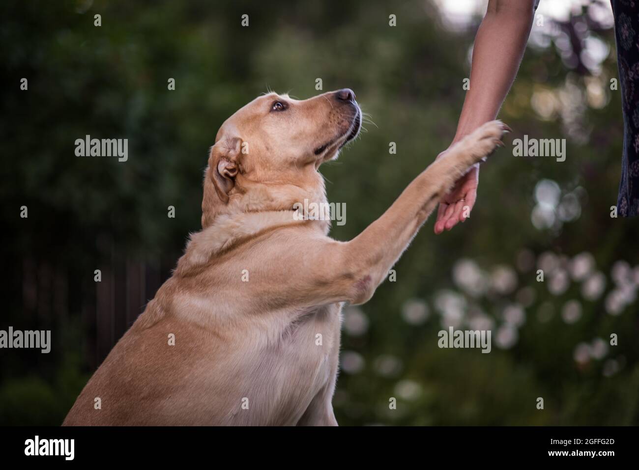 Gelber Labrador Retriever Hund schüttelt die menschliche Hand und ist ein guter Junge Stockfoto