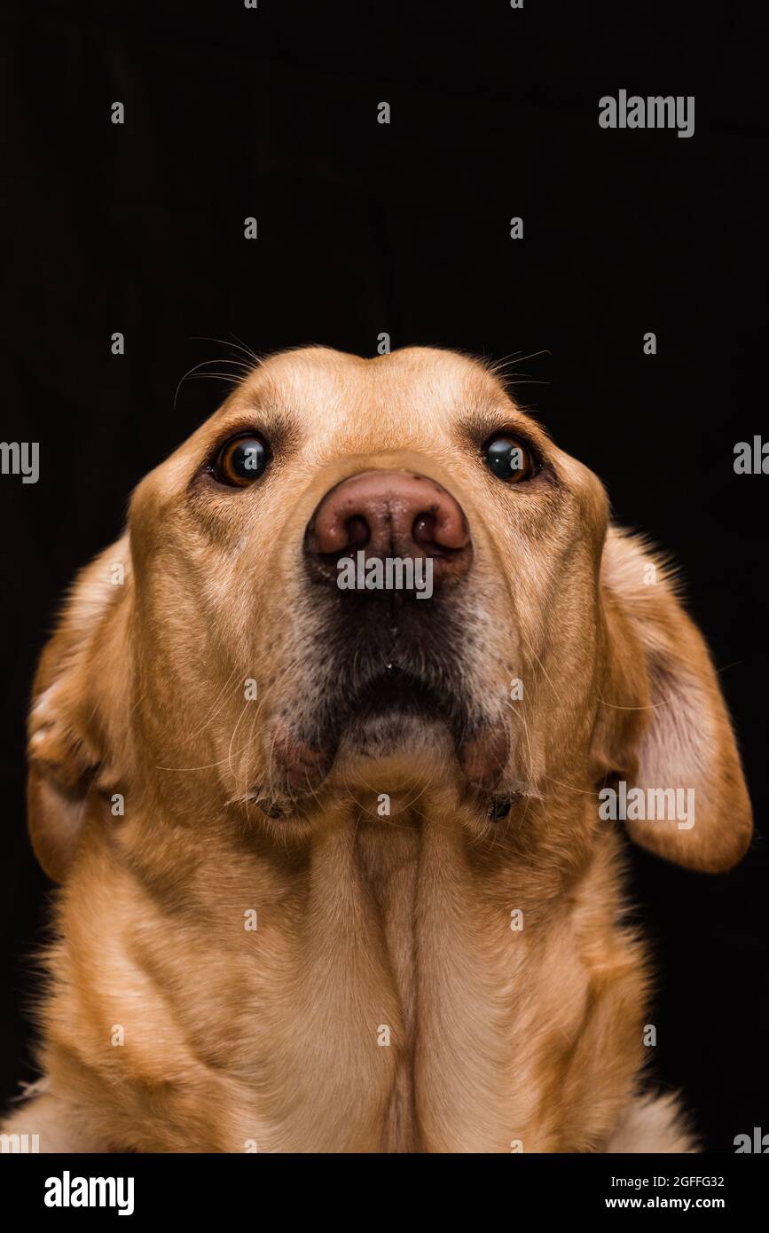 Porträt eines gelben Labrador Retriever Hundes vor schwarzem Hintergrund Stockfoto