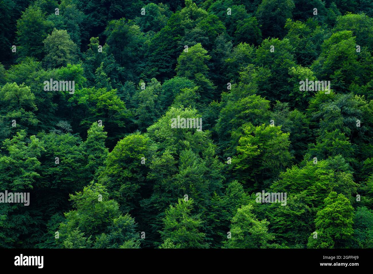 Schöner Blick auf den grünen Baumwald von oben. Stockfoto