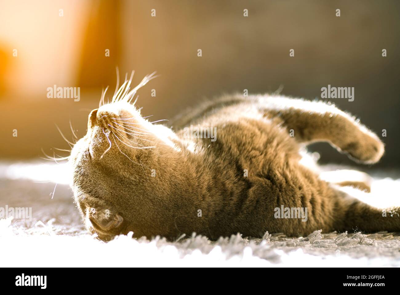Die Katze liegt mit dem Bauch nach oben auf dem Teppich und wärmt sich in den Strahlen der Sonne. Entspannte Falte schottische Katze liegt auf dem Rücken wi Stockfoto