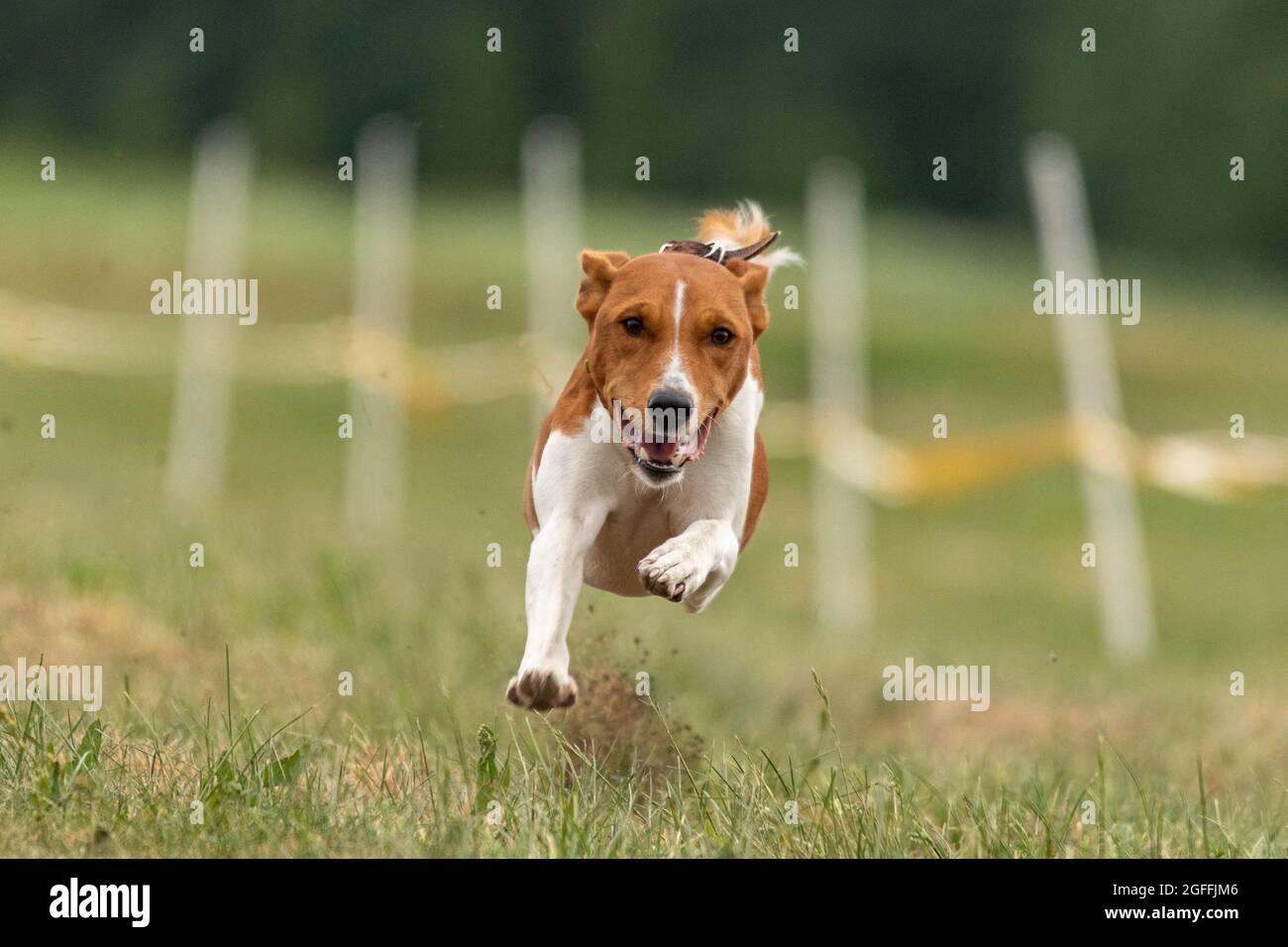 basenji hob sich während des Hunderennens vom Boden ab Stockfoto