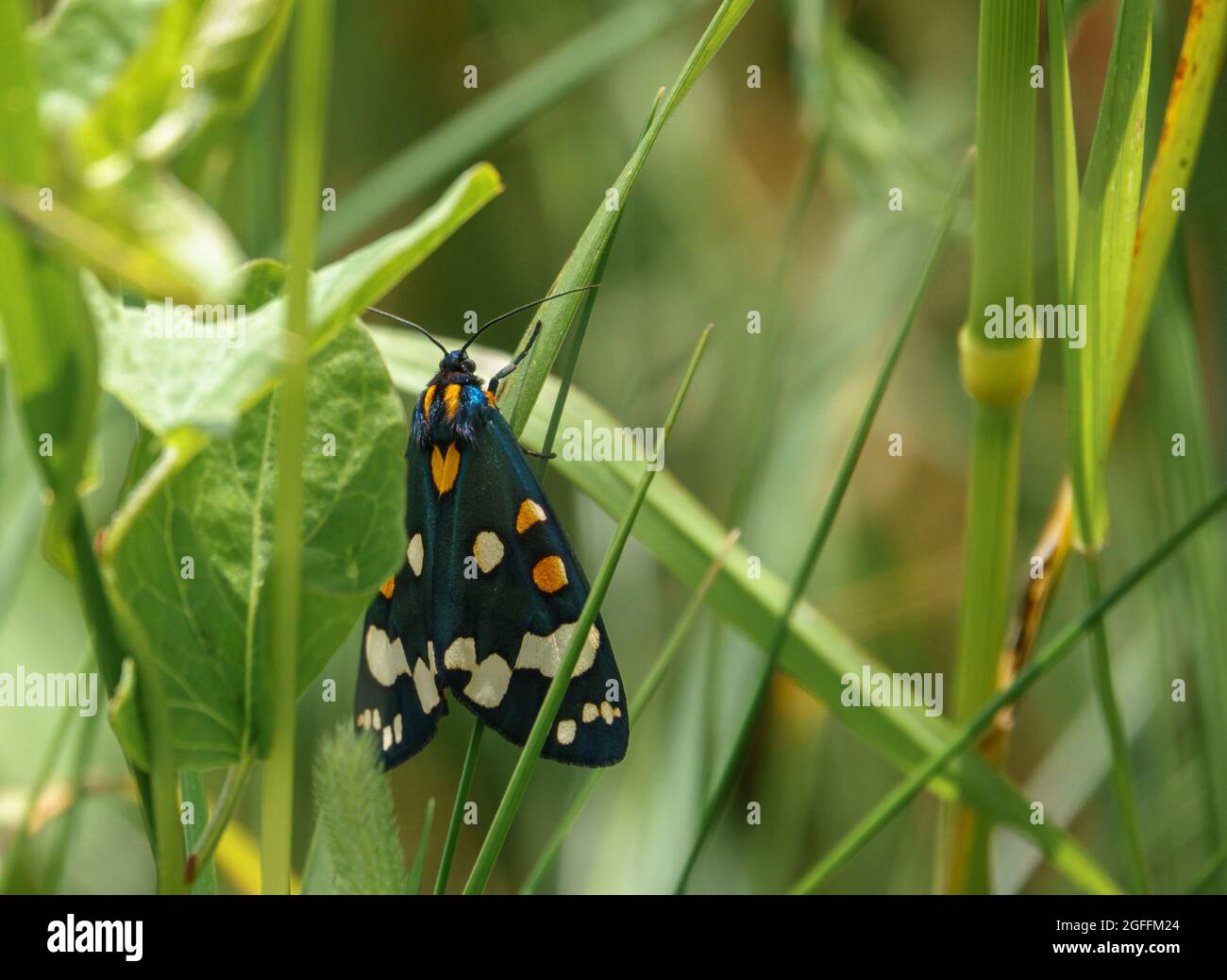 Nahaufnahme einer schönen scharlachroten Tigerteule (Callimorpha dominula, früher Panaxia dominula), die auf einem Grashalm ruht Stockfoto