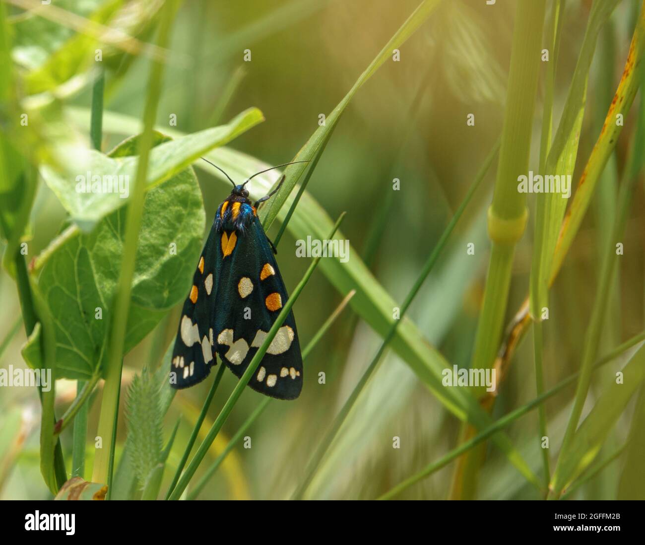 Nahaufnahme einer schönen scharlachroten Tigerteule (Callimorpha dominula, früher Panaxia dominula), die auf einem Grashalm ruht Stockfoto