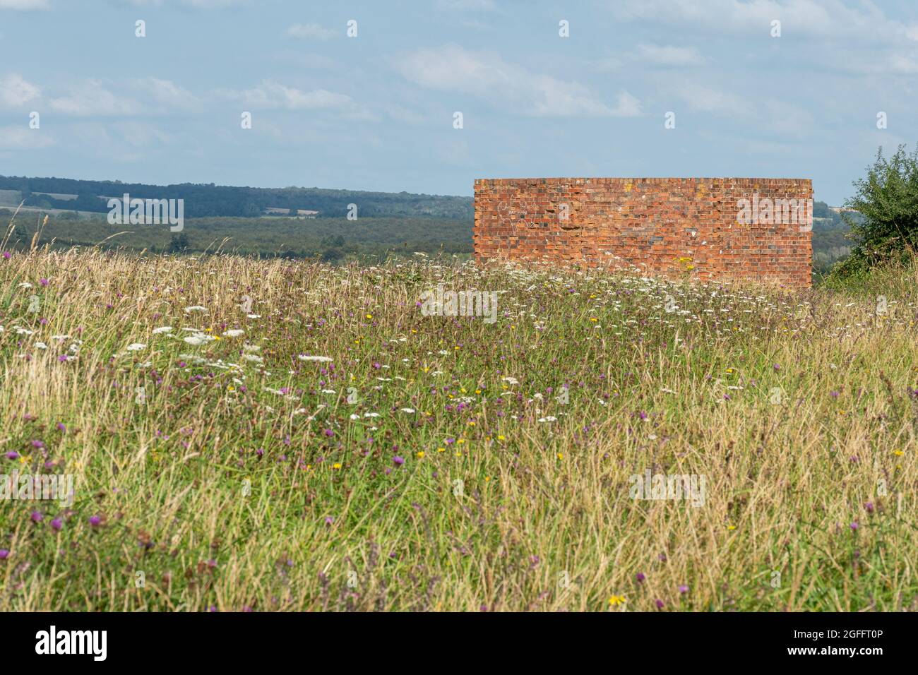 Struktur des Zweiten Weltkriegs unter Kreide-Grünland-Wildblumen auf der Spitze des Halnaker Hill im Sommer, West Sussex, England, Großbritannien Stockfoto