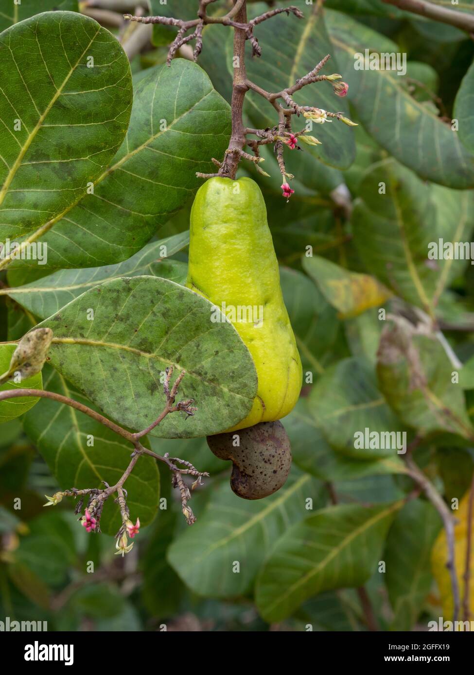 Cashew-Nüsse auf dem Baum im Amazonas-Regenwald - anacardium, sind eine Gattung von blühenden Pflanzen aus der Familie der Anacardiaceae, die in tropischen Regionen beheimatet ist Stockfoto