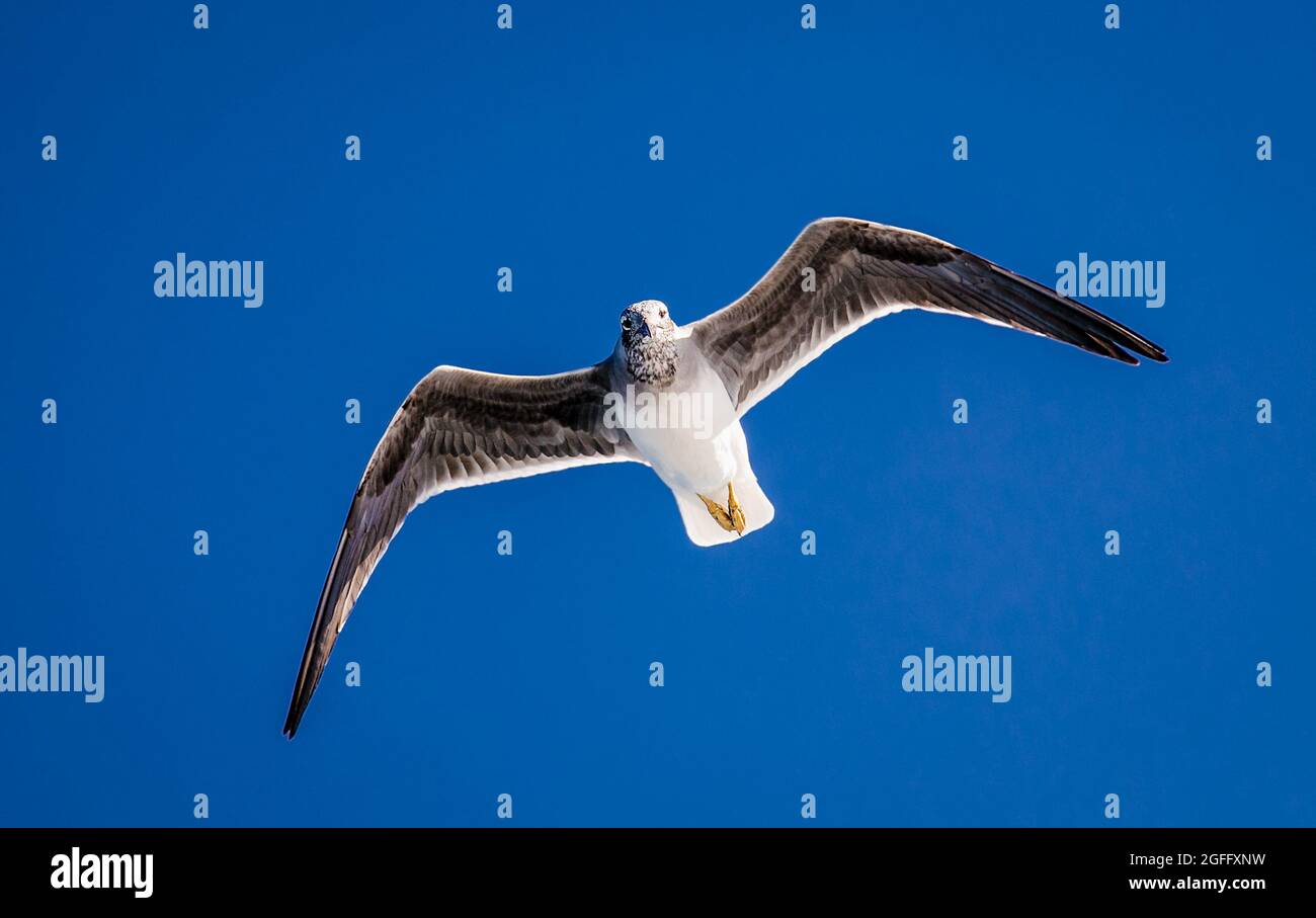 Möwe fliegt in klarem blauen Himmel. Natürlicher Hintergrund mit fliegendem Vogel an sonnigen Tagen. Ägypten. Stockfoto