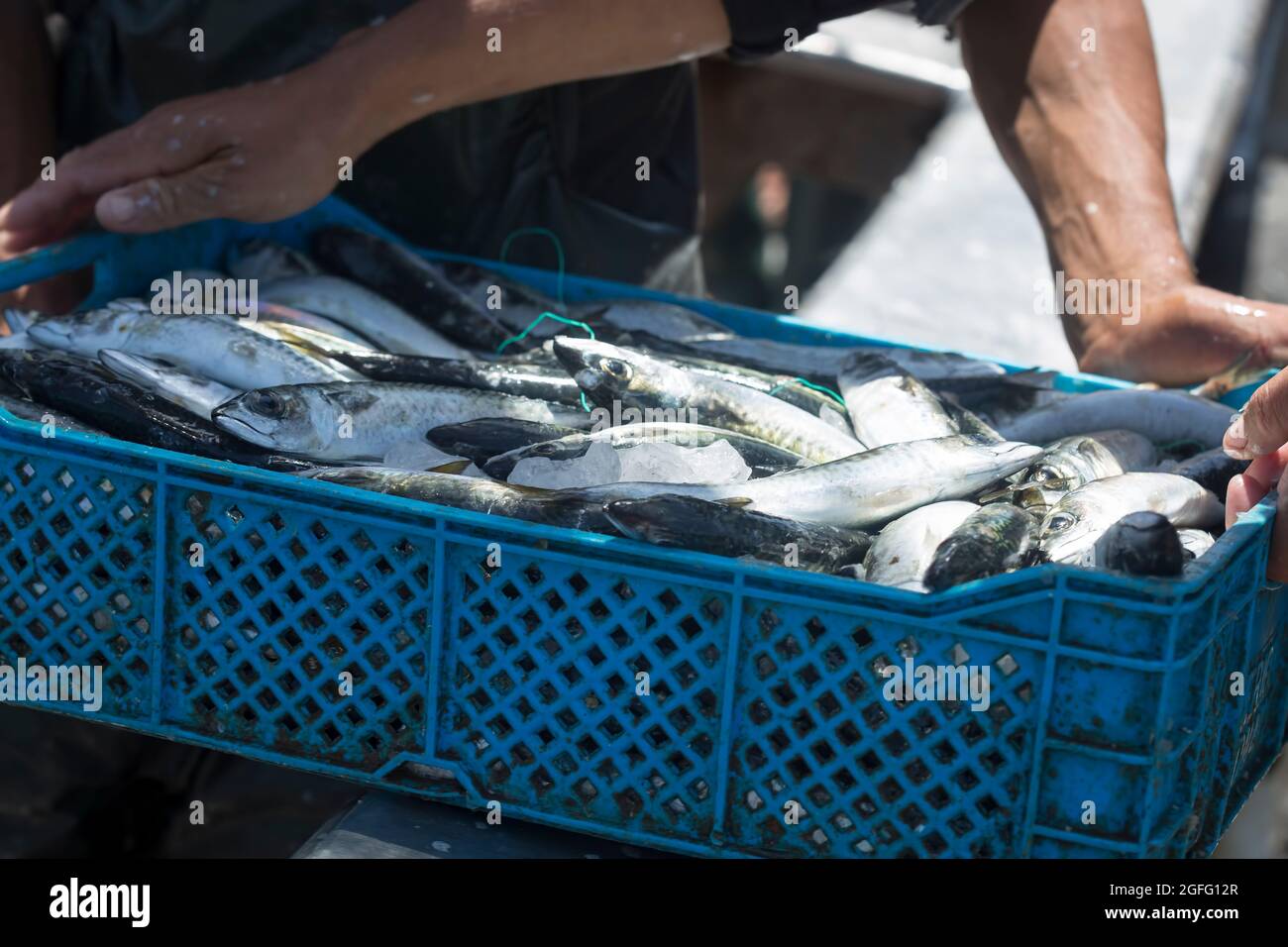 Sardinen in Plastikbehältern, Fischmarkt, Essaouira, Marokko Stockfoto