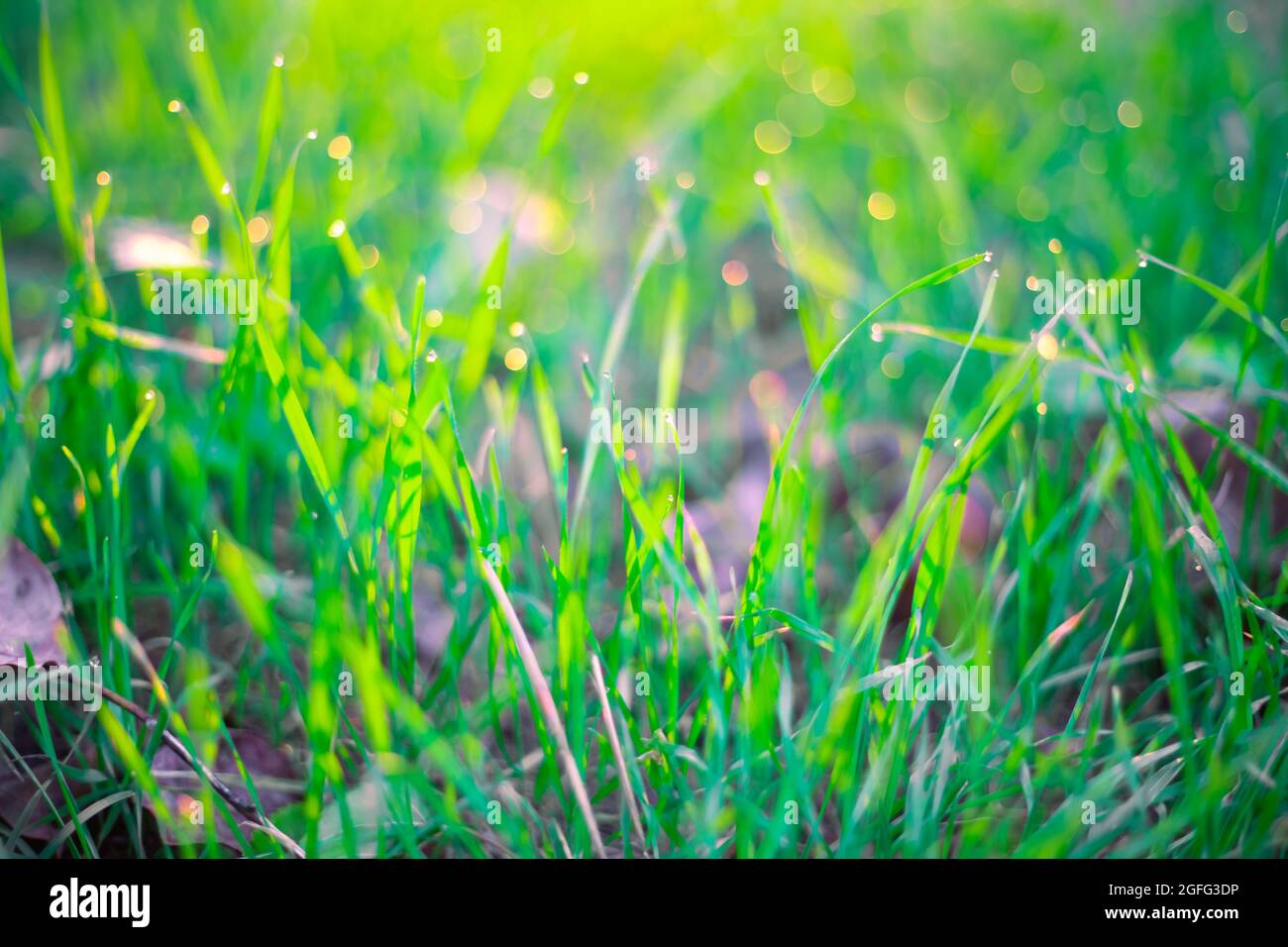 Grüner vegetativer Hintergrund. Gras mit Tautropfen und Bokeh bei Sonnenaufgang im Sommer. Weicher unscharfer Fokus. Stockfoto