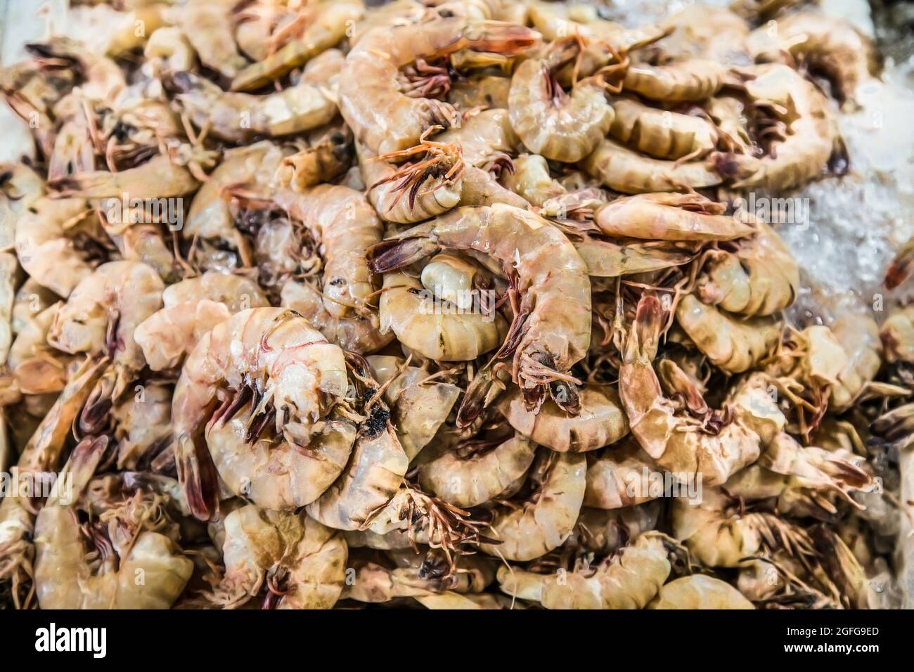 Frische Garnelen auf dem Fischmarkt in Hurghada, Ägypten. Stockfoto