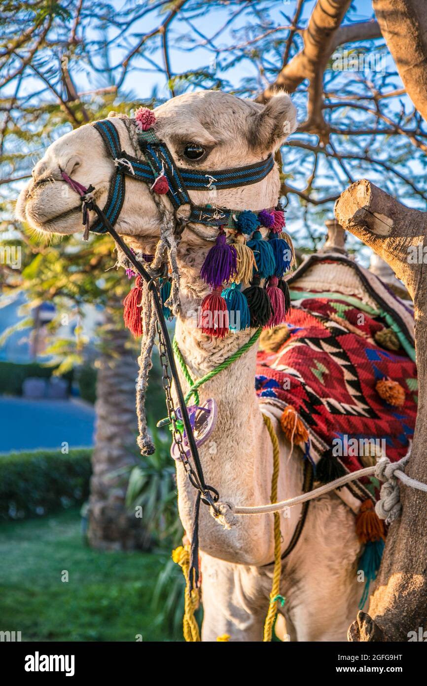 Das weiße Kamel in Hurghada, Ägypten Stockfoto