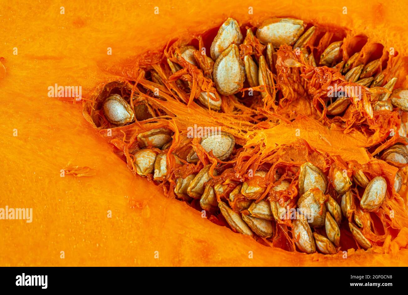 Butternusskürbis, Cucurbita moschata, in Australien und Neuseeland als Butternusskürbis oder Gramma bekannt,[1] ist eine Art Winterkürbis Stockfoto