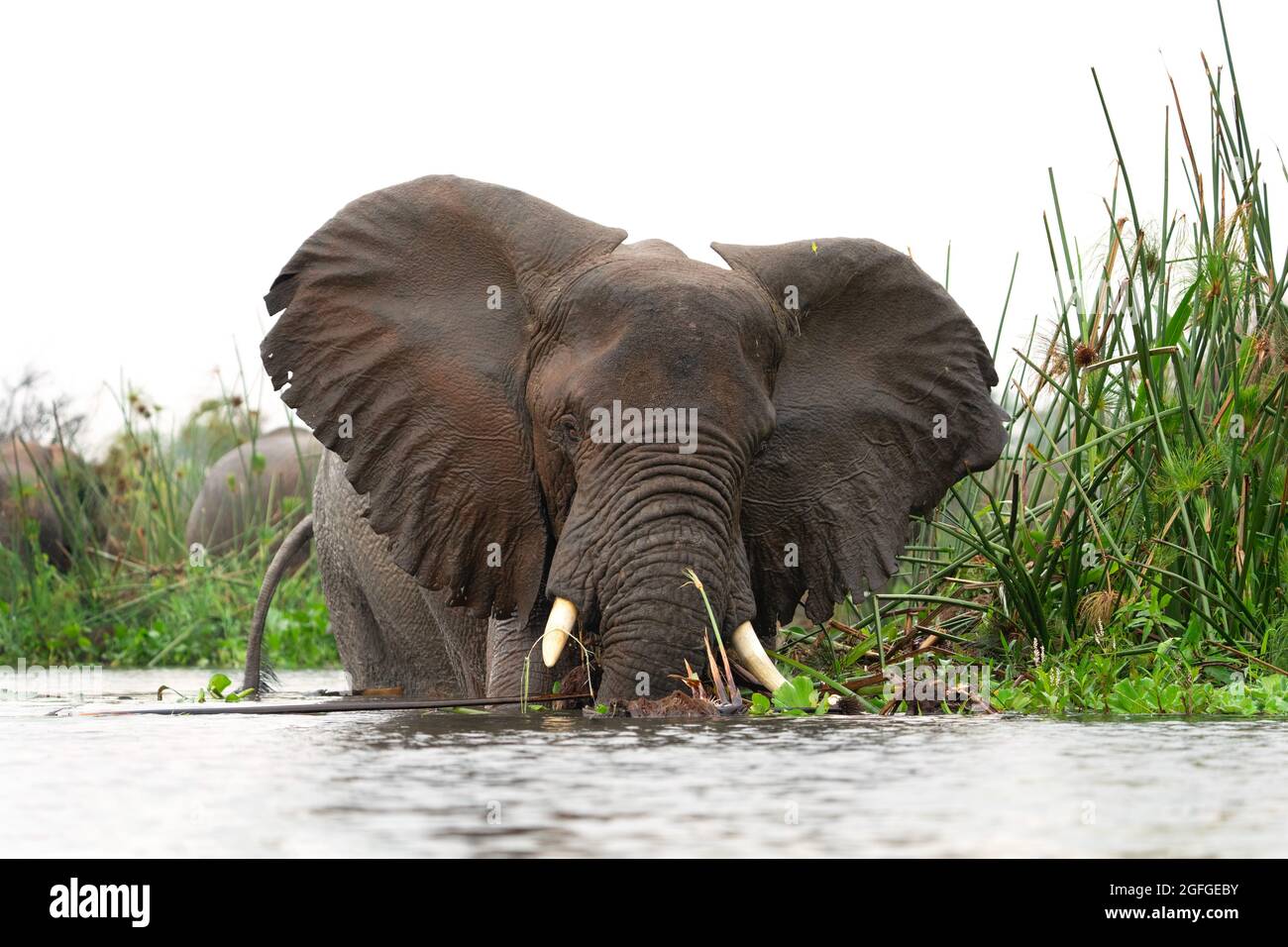 Elefanten baden im Fluss. Afrikanische Elefanten sind im Wasser. Afrikanische Safari im Uganda Nationalpark. Stockfoto