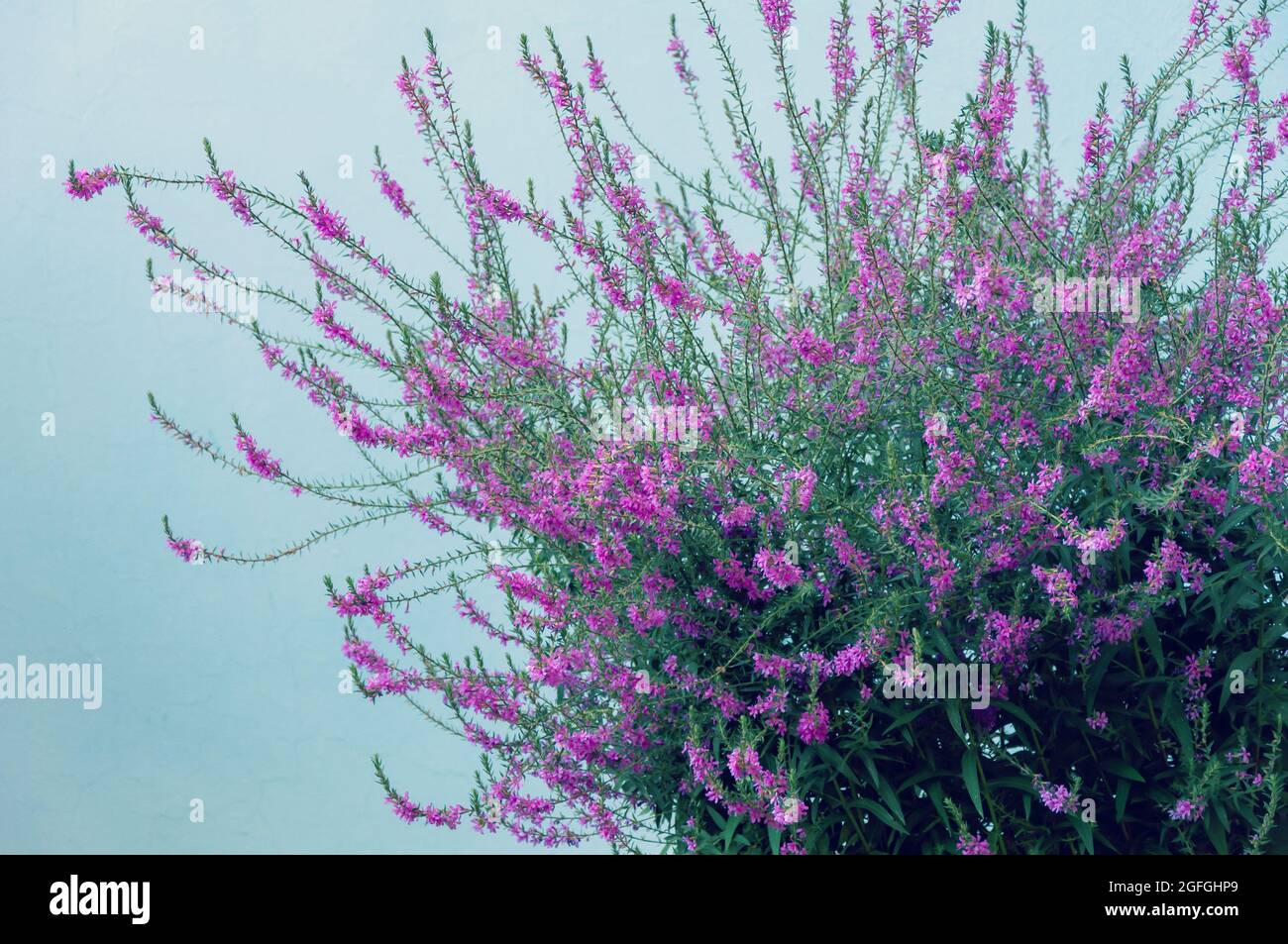 Schöne helle lila-rosa Haufen gemeiner Heidekraut Calluna vulgaris auf einem hellblauen Hintergrund Stockfoto