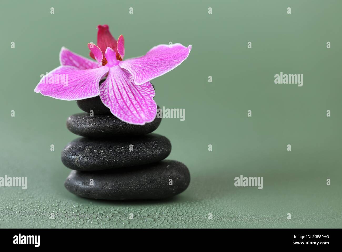 Spa Stones und Orchideenblume. Massage Stone.Schönheit und Harmonie. Schwarze Steine und rosafarbene Orchidee blühen in Wassertropfen Stockfoto