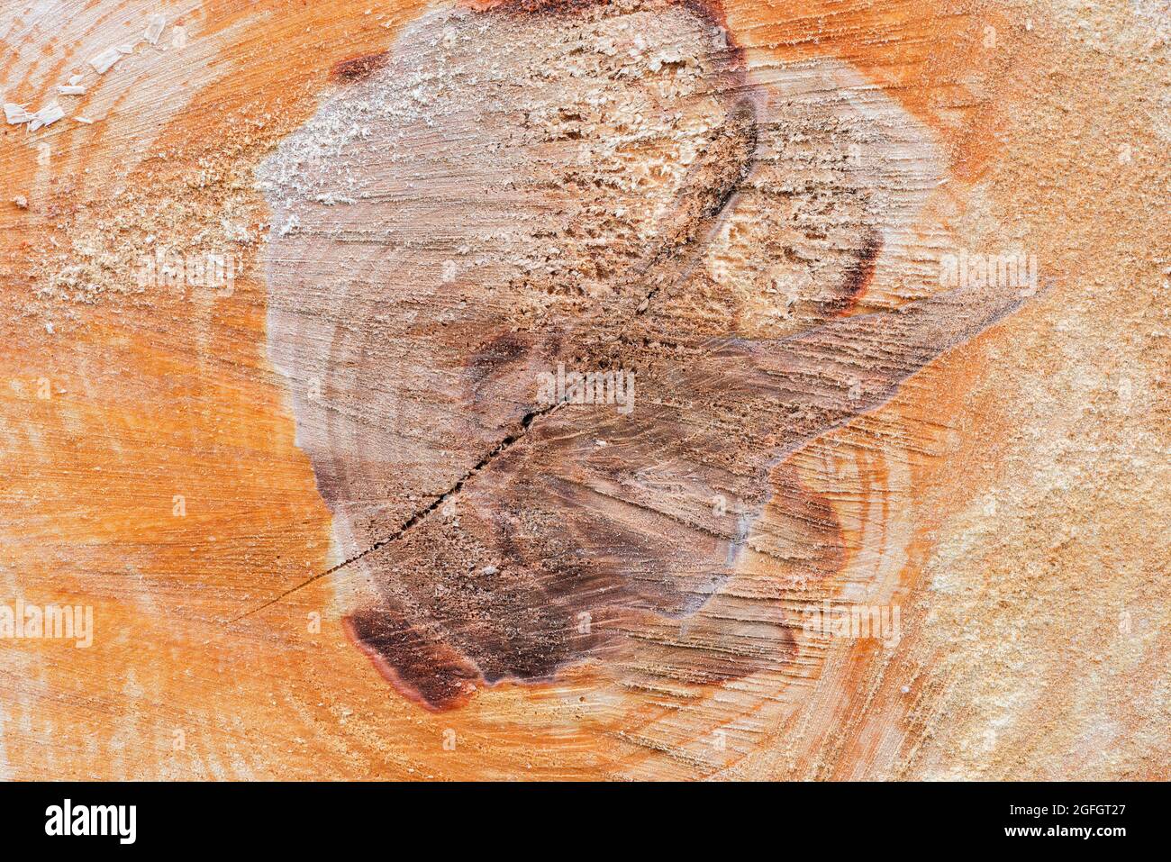Stück Holz Holz natürlichen Hintergrund. Stockfoto