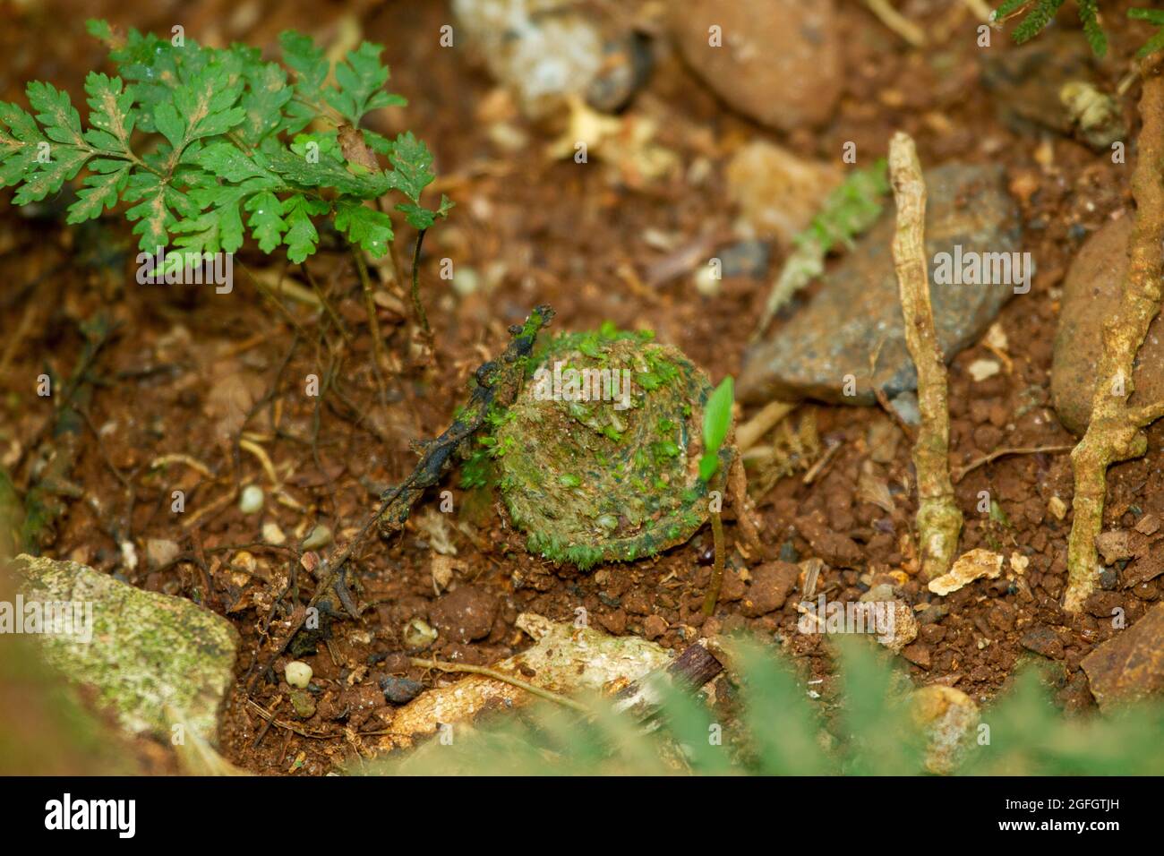 Der Bau der Falltürspinne (Euoplos thynnearum). Stockfoto