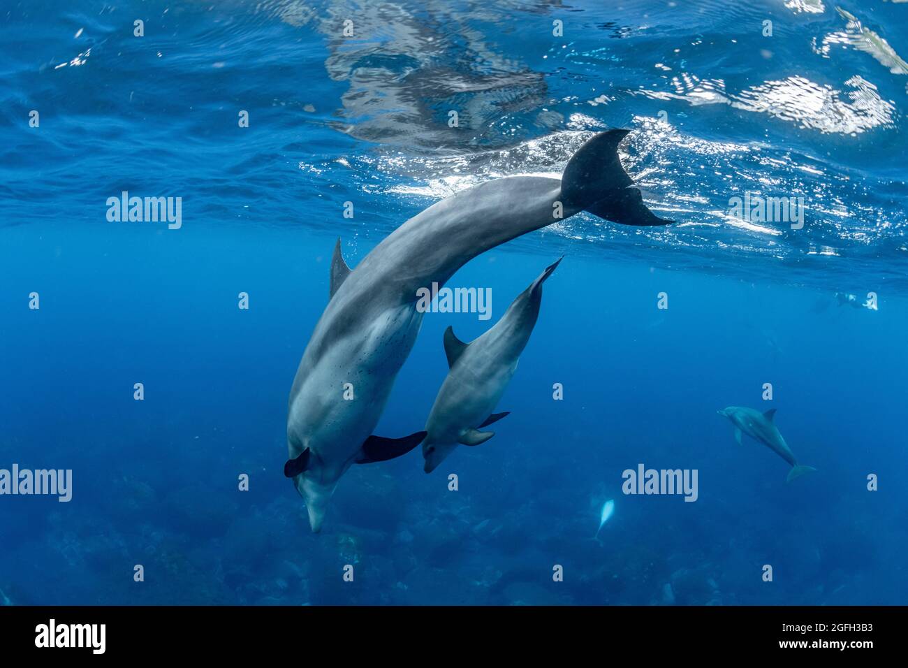 Delfine, die Mikurajima in Tokio, Japan, bewohnen Stockfoto