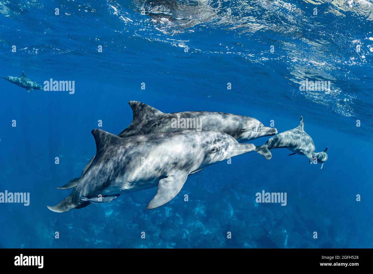 Delfine, die Mikurajima in Tokio, Japan, bewohnen Stockfoto