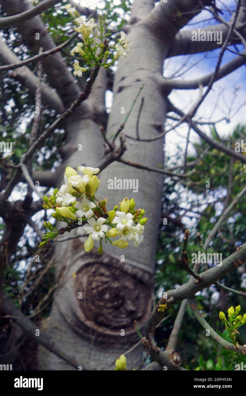 Blumen des Flaschenbaums von Queensland (Brachychiton rupestris), Bowen, Queensland, Australien Stockfoto