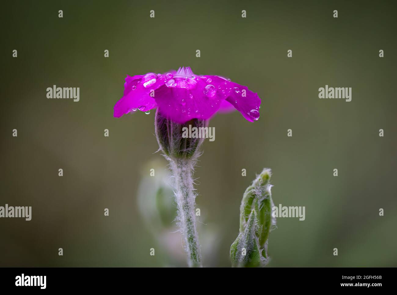 Nahaufnahme von Makrodetails von Wassertröpfchen auf einer leuchtend blühenden lila rosa Blume Stockfoto