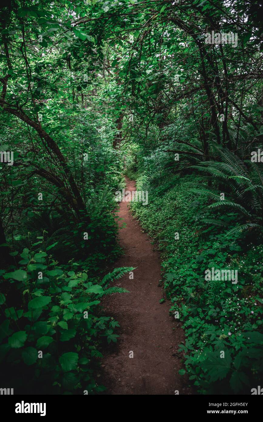 Der Weg nach vorn auf einem Wanderweg durch einen dunklen, üppigen grünen Wald im pazifischen Nordwesten der Vereinigten Staaten Stockfoto