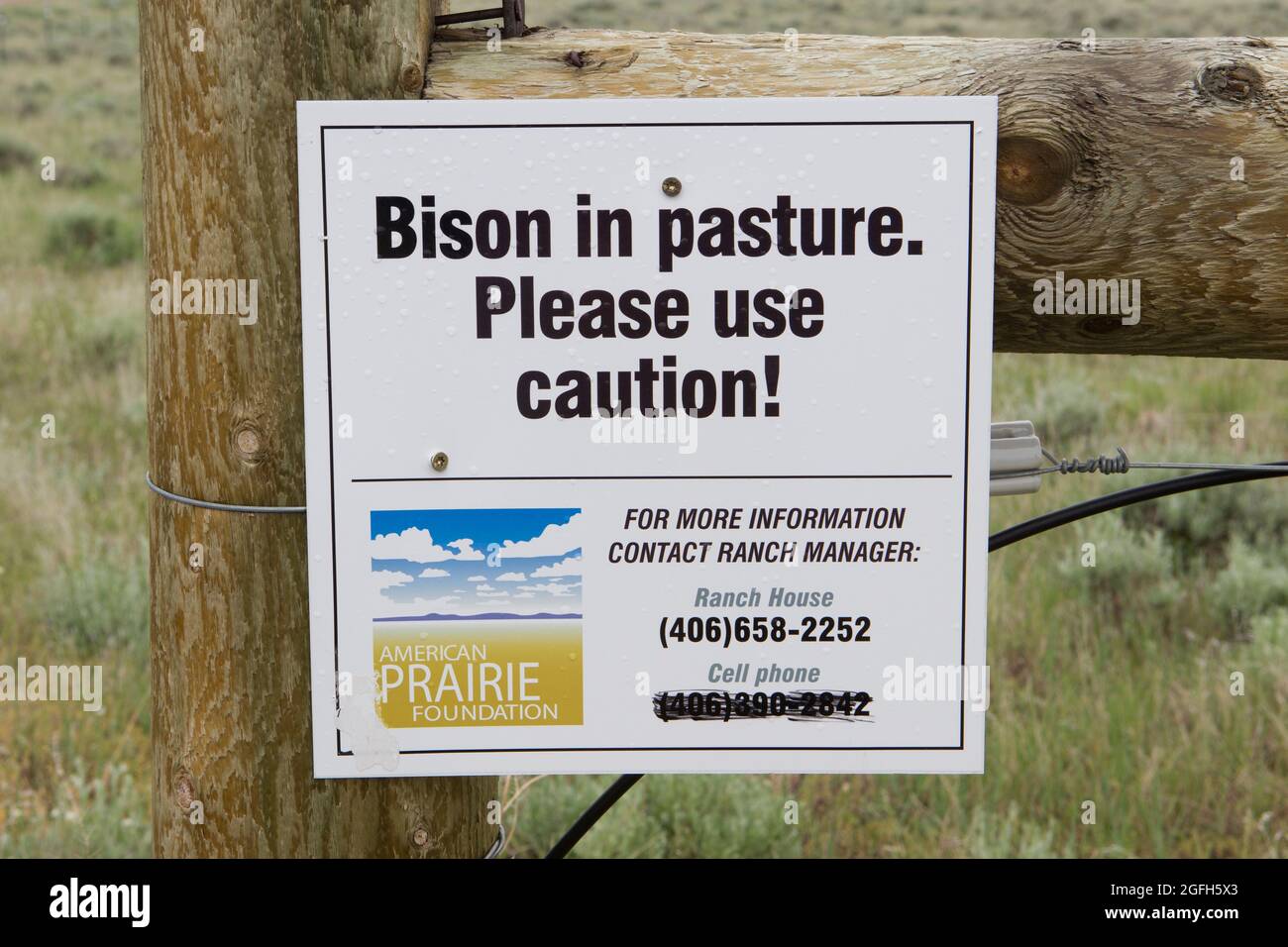 Bisons auf der Weide. Seien Sie vorsichtig!“ Melden Sie sich bei American Perkussa Reserve, Phillips County, MT an. Stockfoto