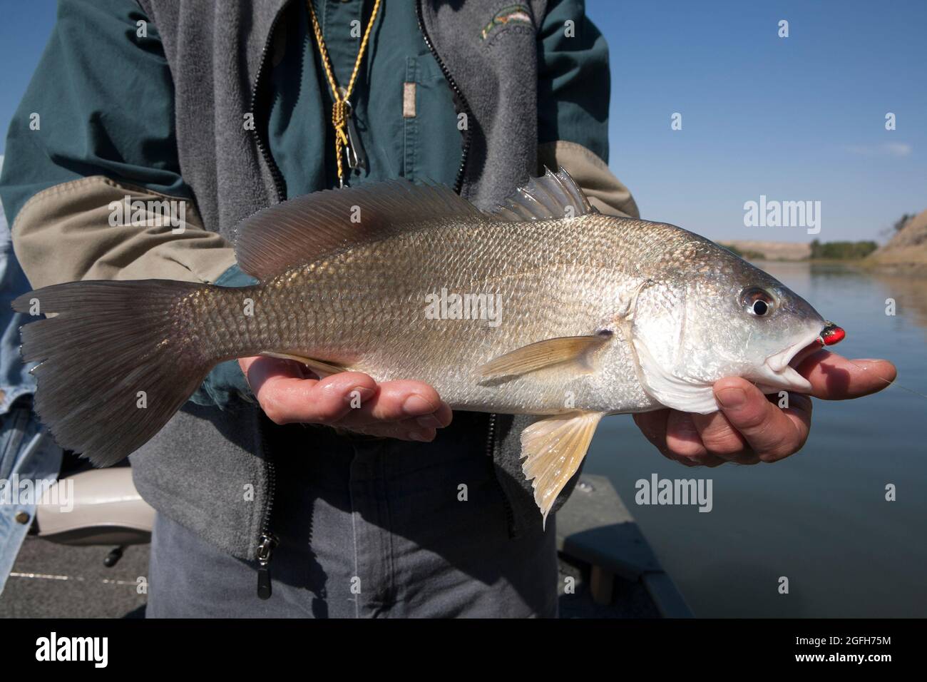 Fisherman zeigt die Süßwasser-Trommel (Aplodinotus grunniens), einen ungewöhnlichen Fang auf dem Missouri River, MT. Stockfoto