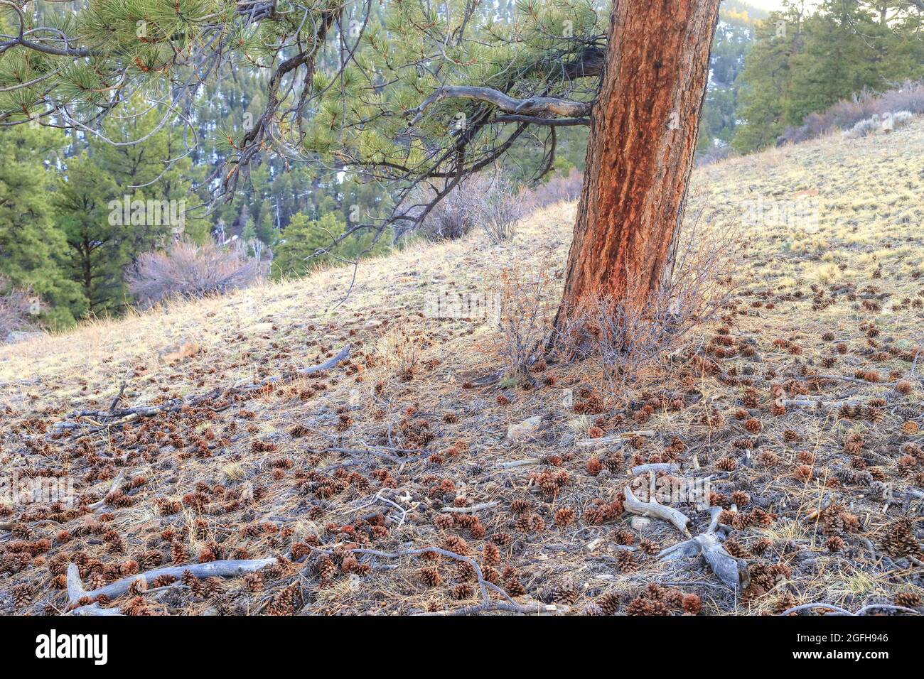 Tannenzapfen Stockfoto