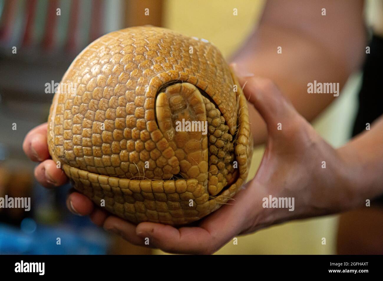 Drei beringte Gürteltierchen rollten sich in einem Ball zusammen Stockfoto