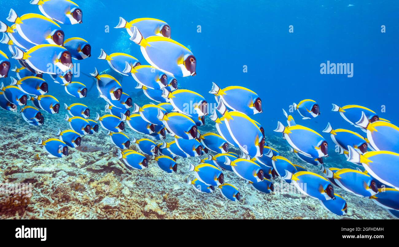 Eine Schule von Powderblue Surgeonfish Stockfoto