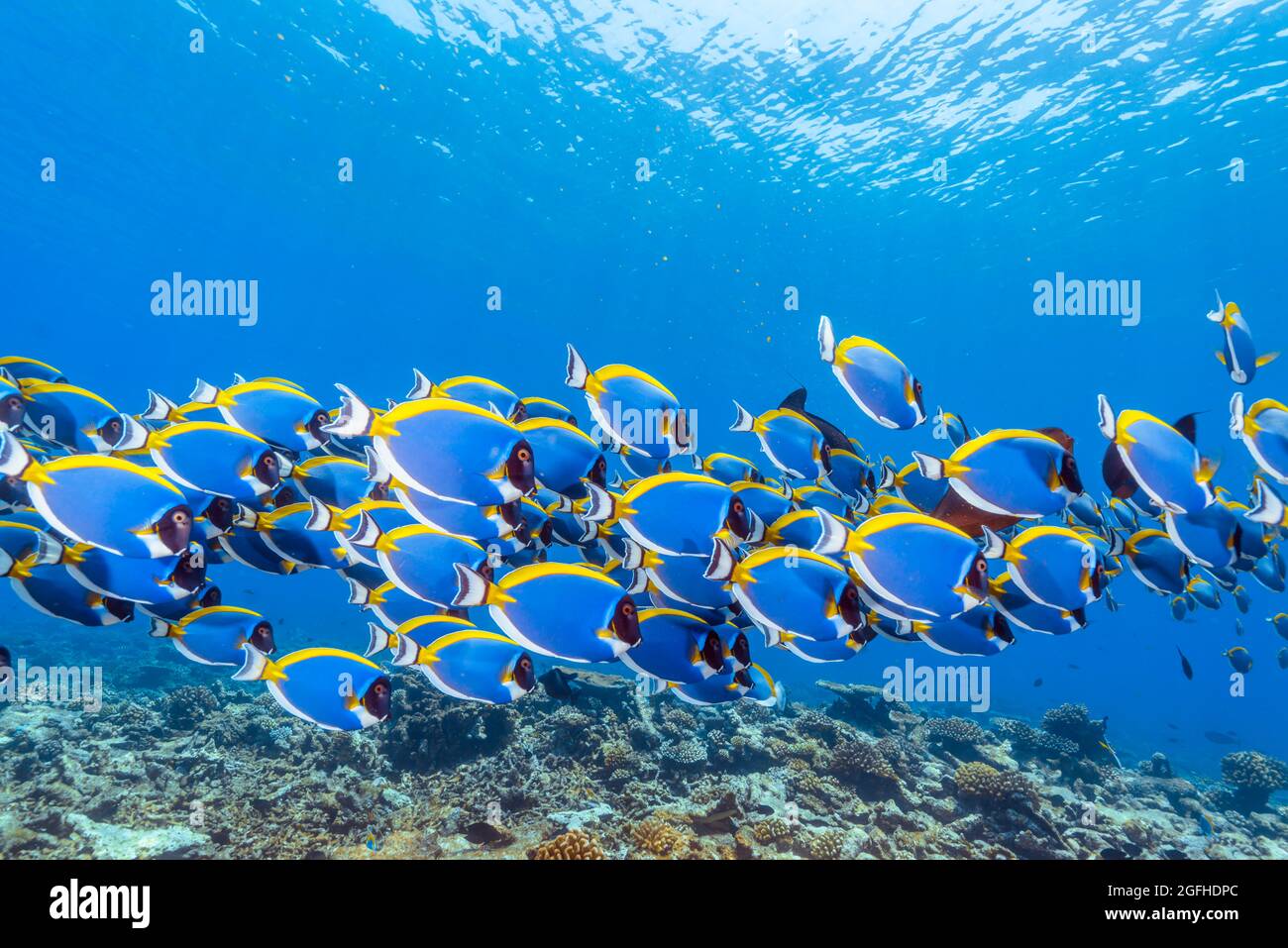 Eine Schule von Powderblue Surgeonfish Stockfoto