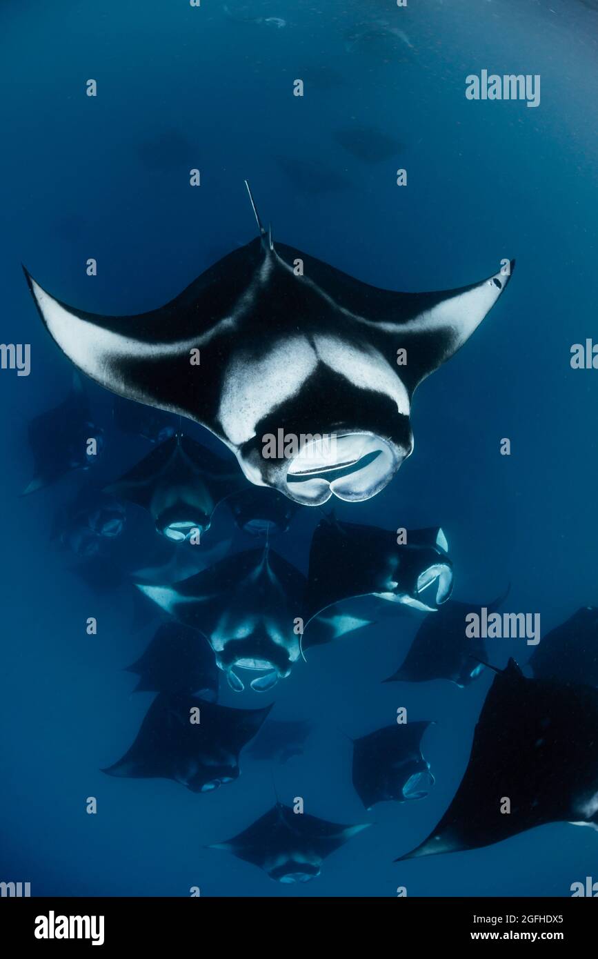 Manta ray im Baa Atoll, Malediven Stockfoto