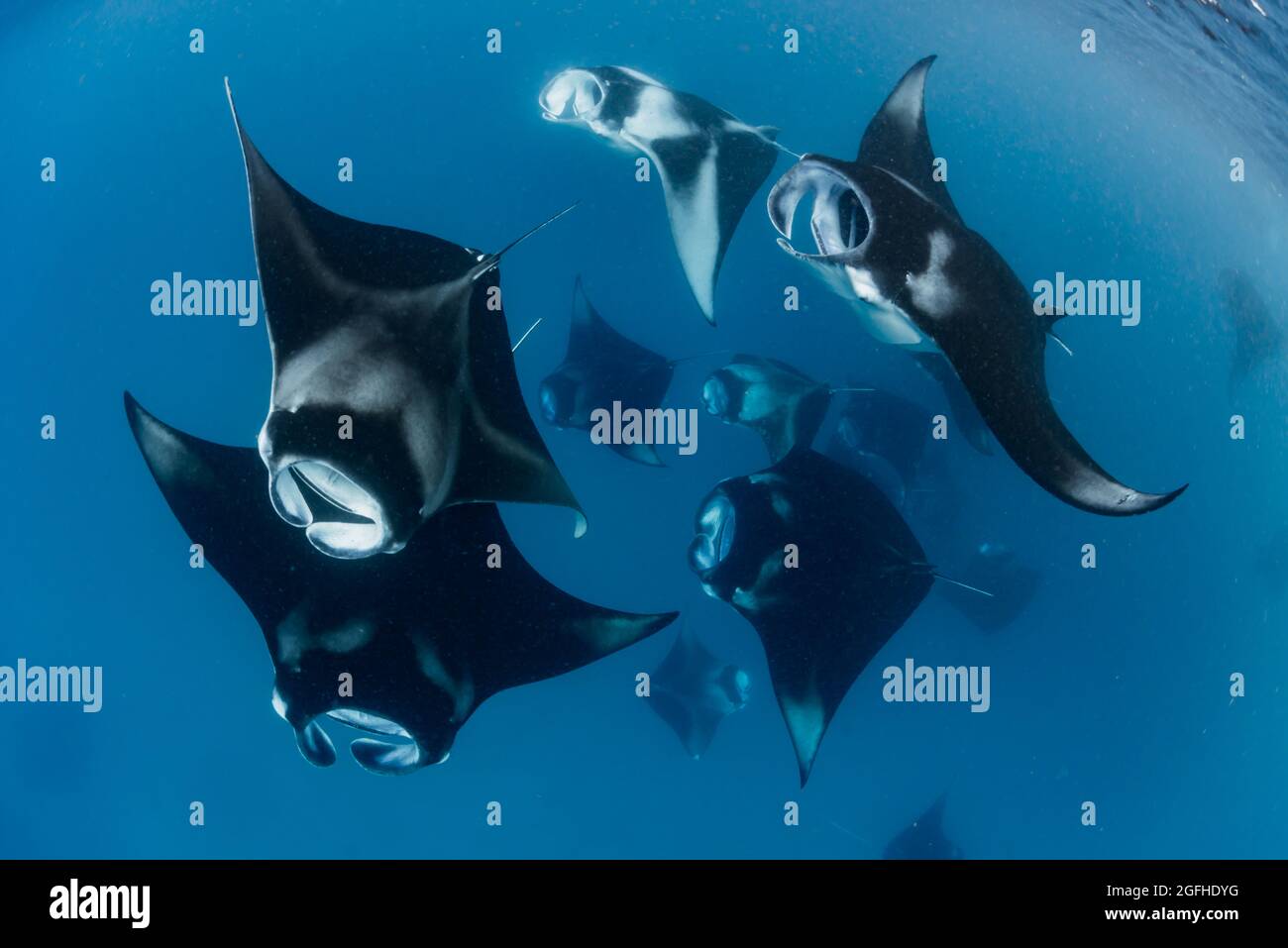 Manta ray im Baa Atoll, Malediven Stockfoto