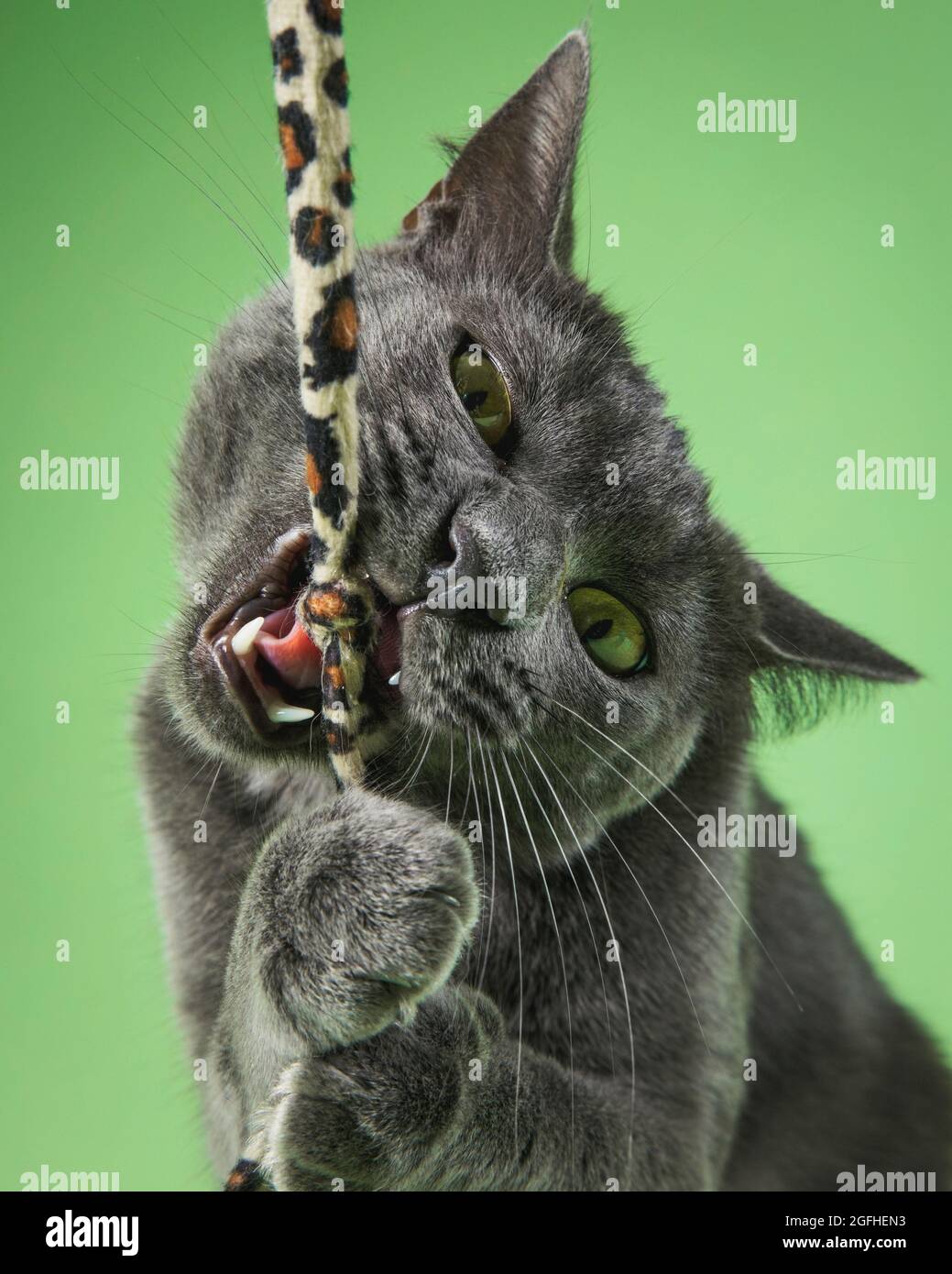 Eine Nahaufnahme einer jungen grauen Katze vor einer Studiokulisse, die ein Zauberstab-Spielzeug mit wildem Ausdruck angreift. Stockfoto