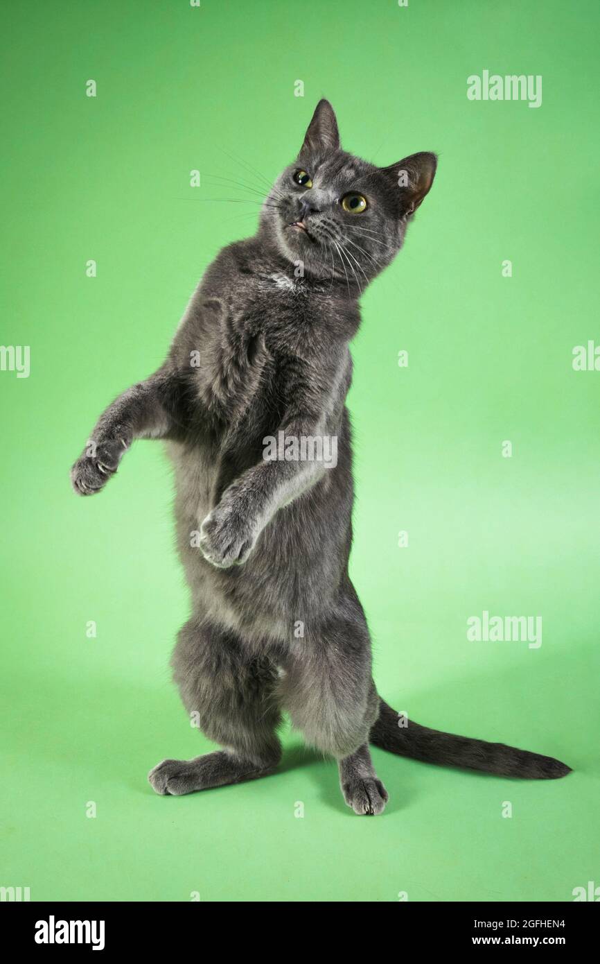 Eine junge russische blaue Katze, die auf zwei Füßen steht, mit einem komischen Ausdruck vor einer Studiokulisse, Stockfoto