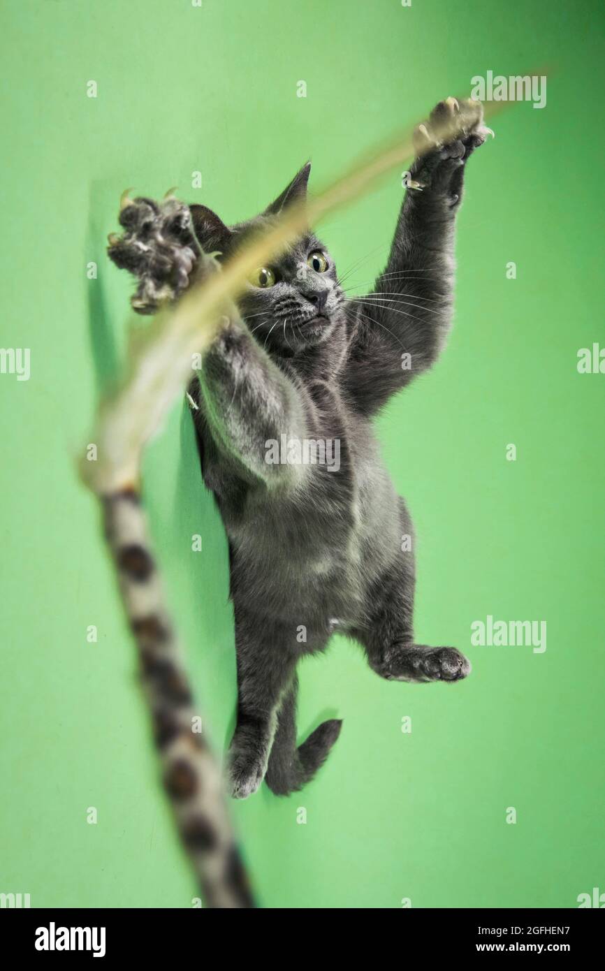 Eine junge graue Katze, die auf dem Rücken auf einer Studiokulisse liegt, mit aufgehobenen Pfoten und einem humorvollen Ausdruck. Stockfoto