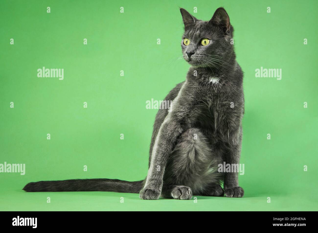 Eine junge graue Katze mit einer humorvollen Pose auf einer grünen Studiokulisse. Stockfoto