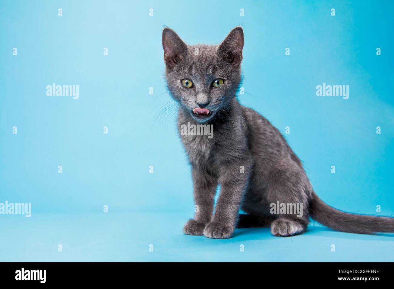 Ein graues russisches blaues Kätzchen, das auf einer hellblauen Studiokulisse direkt auf die Kamera schaut und seine Lippen leckt. Stockfoto